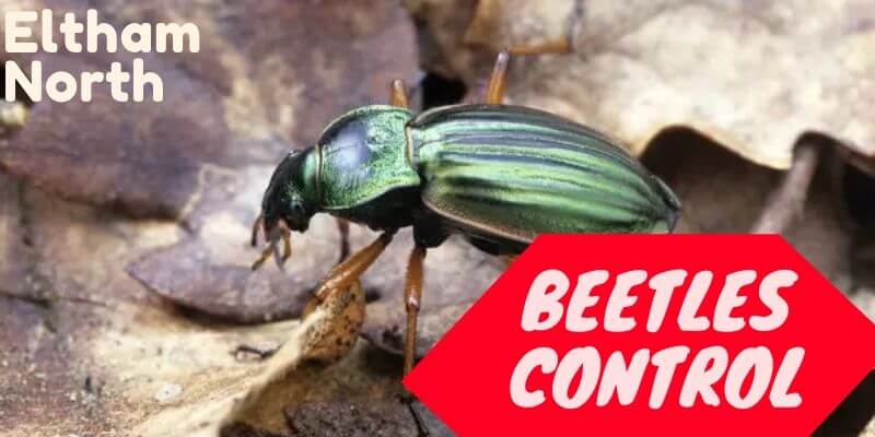Beetles control Eltham North