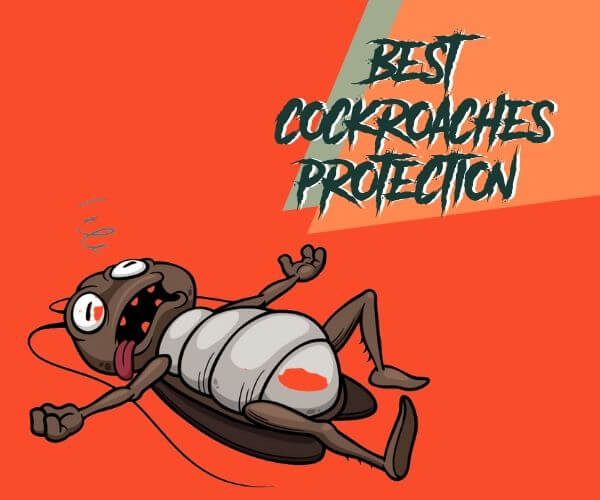 best cockroach contol brisbane protection