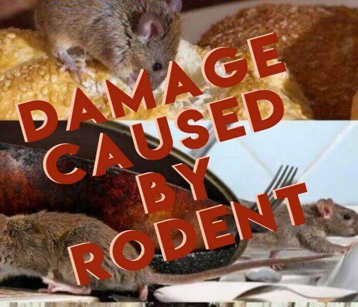 damage cause by rodent