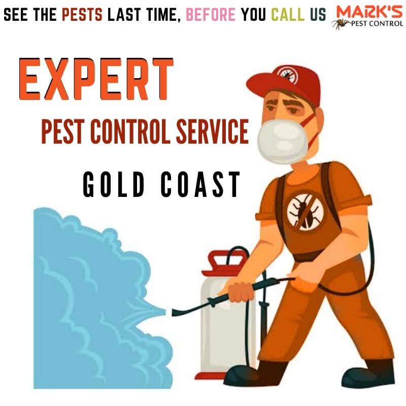expert pest control gold coast