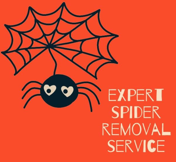 expert spider control sydney