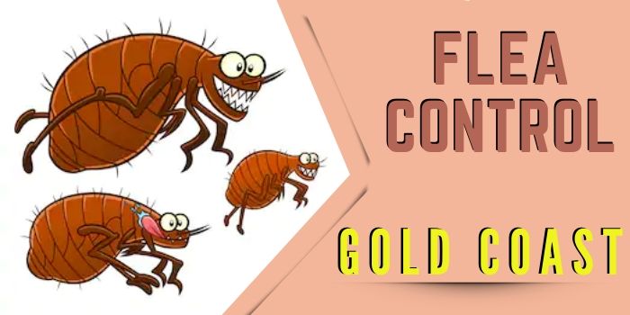 flea control gold coast