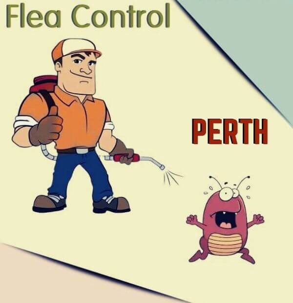 flea control perth