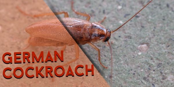 german cockroach control adelaide