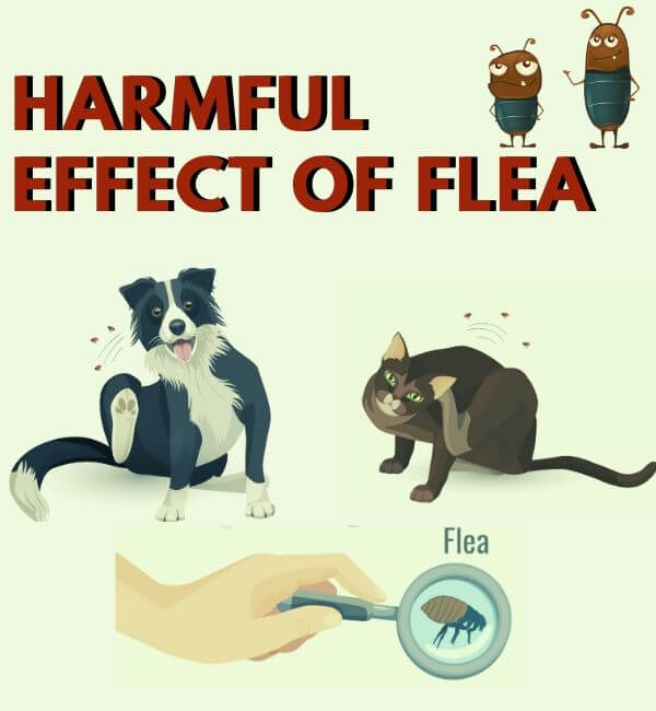 harmful effect of flea