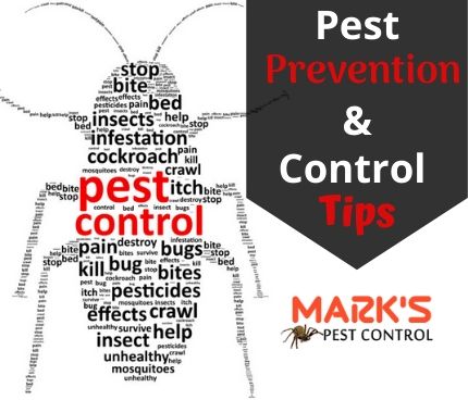 Cockroach Pest Control Services in Inverleigh