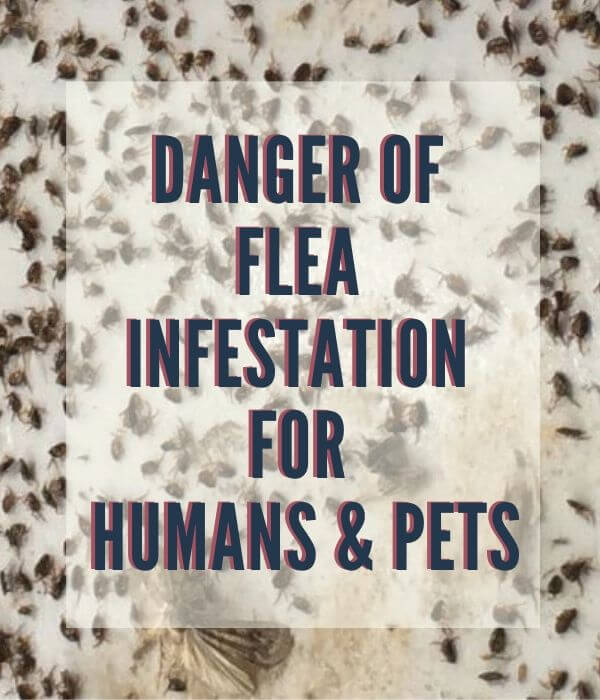 risk of flea