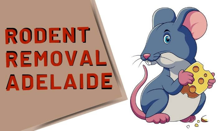 rodent removal adelaide