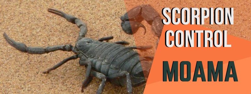 scorpion control moama