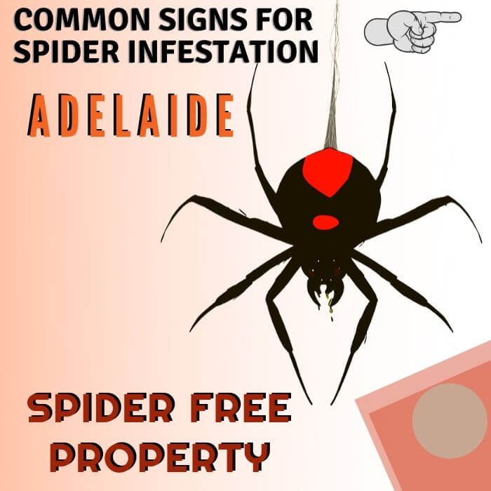 sign of spider