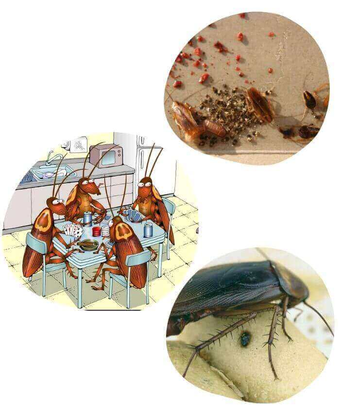 signs of roaches