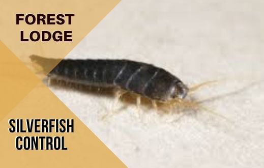 Silverfish control Forest Lodge