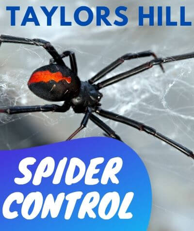 Spider Control Taylors Hill