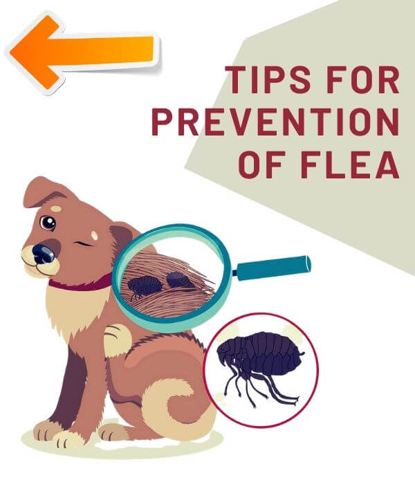 tips for flea prevention