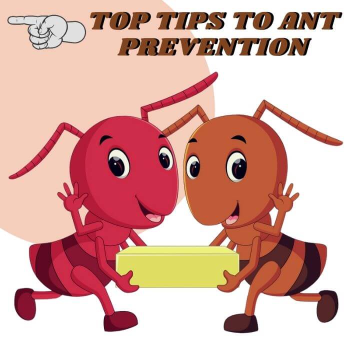tips to prevent ant infestation