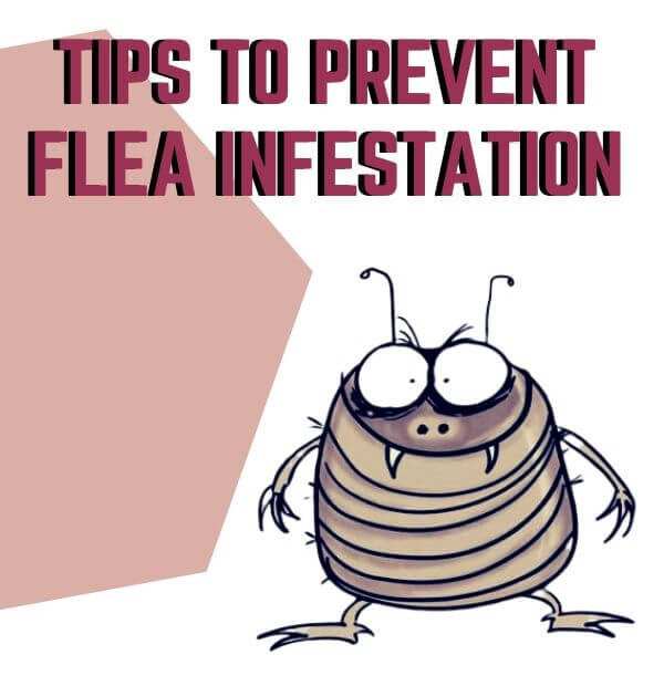 tips to prevent flea infestation
