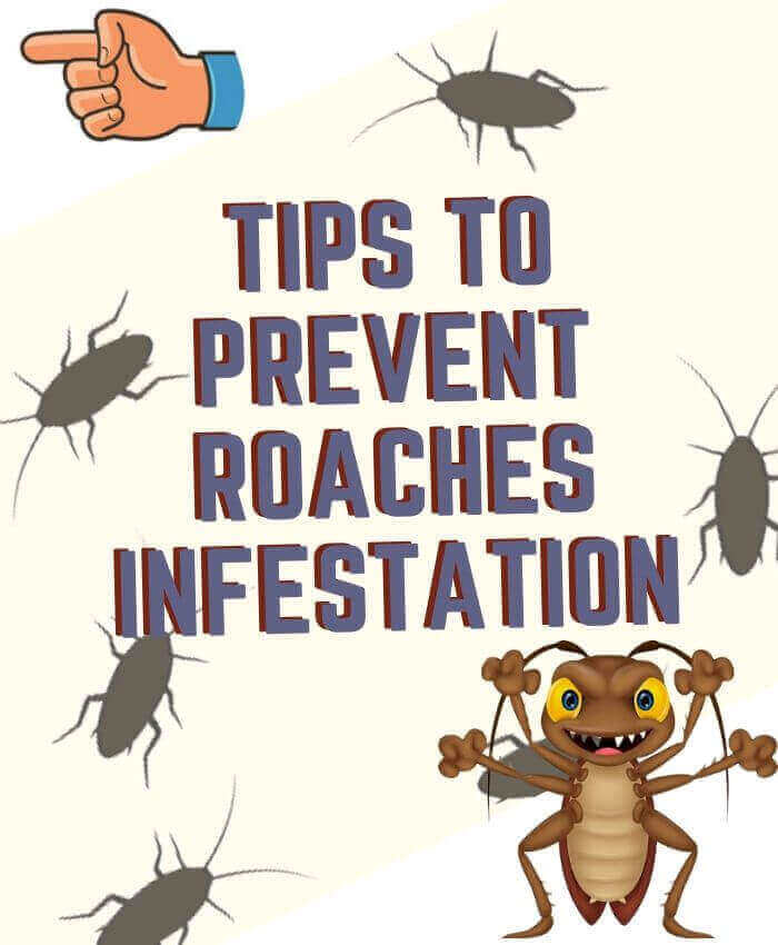 tips to prevent roaches