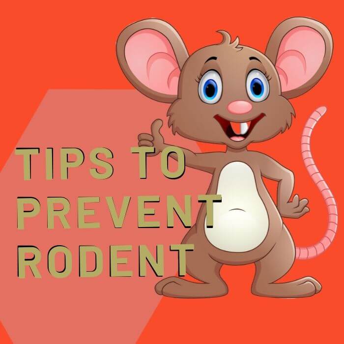 tips to control rodent in Adelaide
