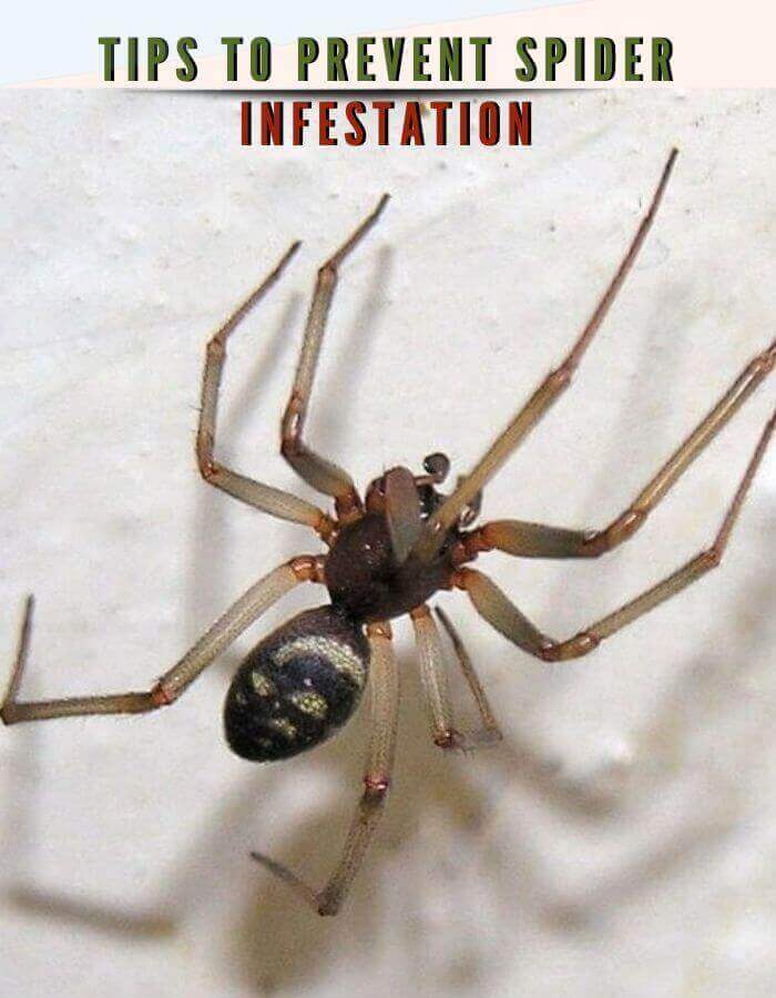 tips to prevent spider