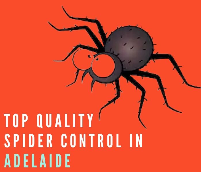 top quality spider control adelaide