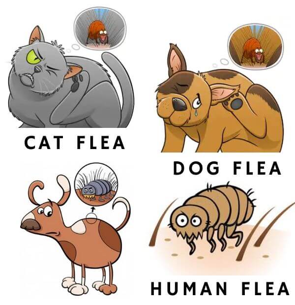 type of flea-flea control perth