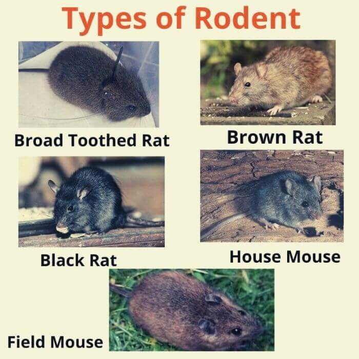type of rodent