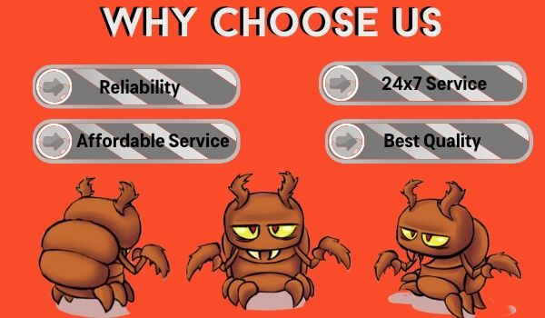 why choose massey flea control adelaide