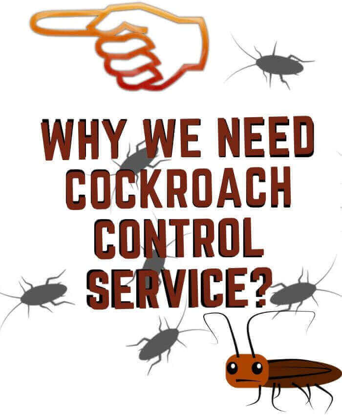why we need cockroach control brisbane service