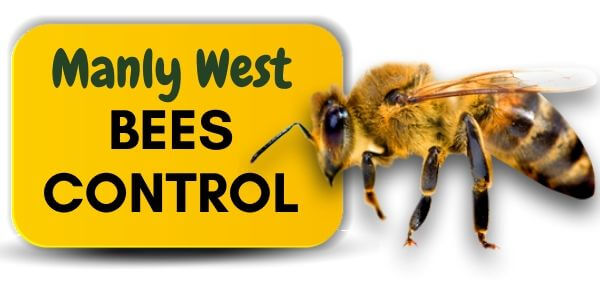 Bees control Manly West