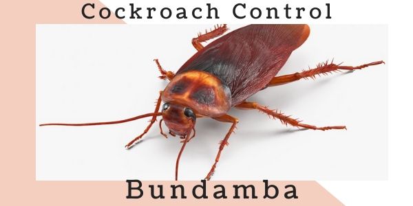 Cockroach control Bundamba