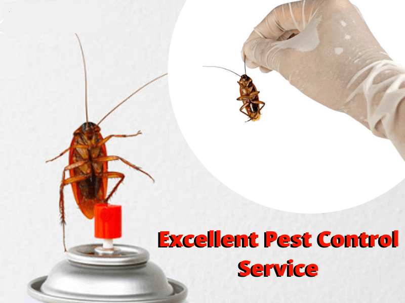 Excellent Marks Pest Control Service
