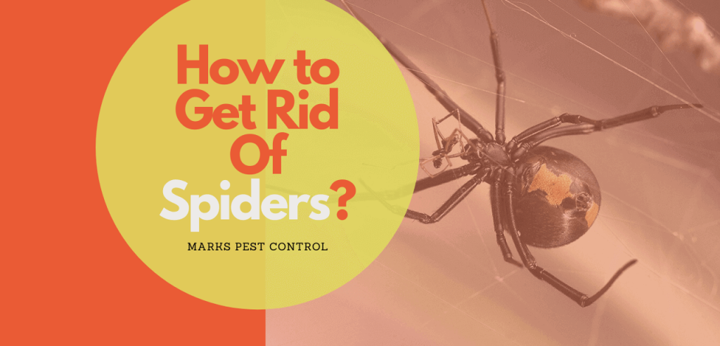 How To Get Rid Of Spiders Spider Webs Removal Marks Pest Control 1071