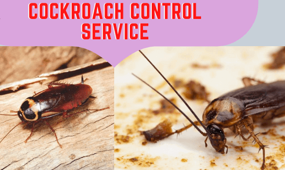 Marks Cockroach Control Service
