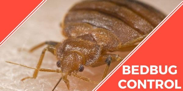 Bedbug control Mountain Creek
