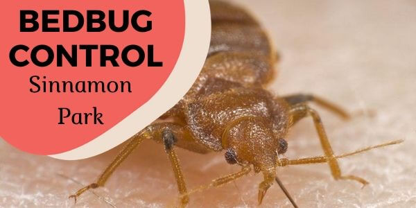 Bedbug control