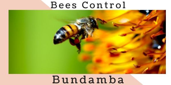 Bees control Bundamba