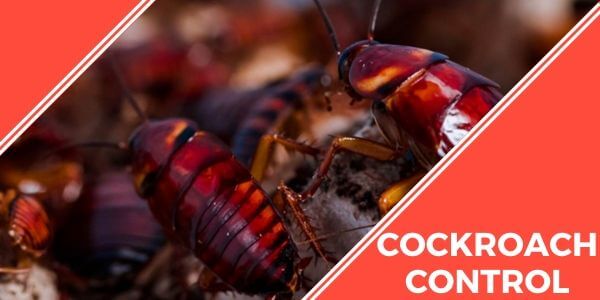 Cockroach control Mountain Creek
