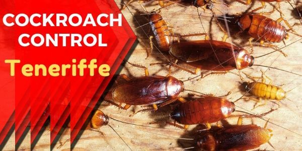 Cockroach control Teneriffe