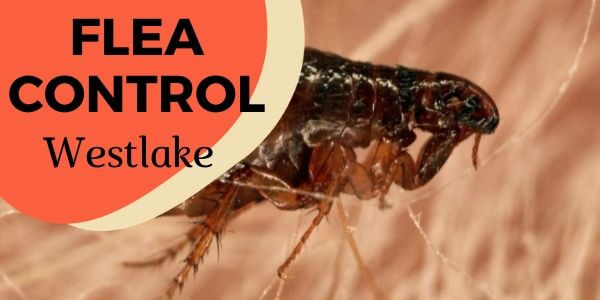 Flea control