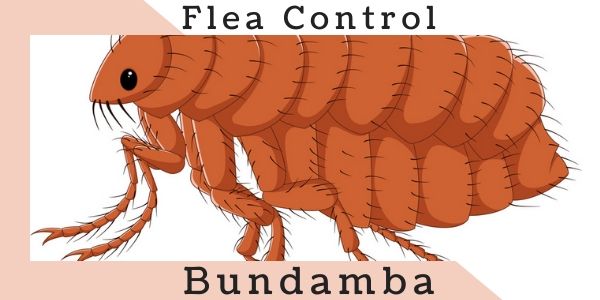 Flea control Bundamba