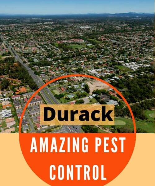 Pest Control Durack