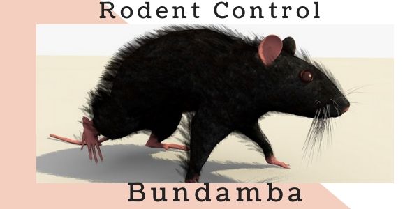 Rodent control Bundamba
