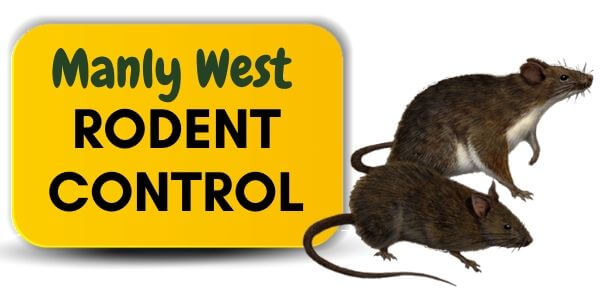 Rodent control Manly West