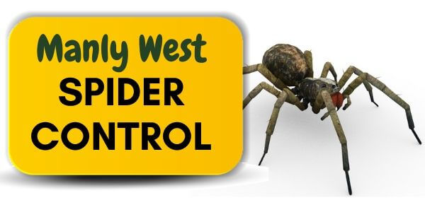 Spider control Manly West