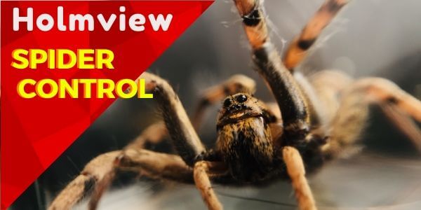 spider control