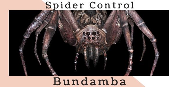 Spider control Bundamba