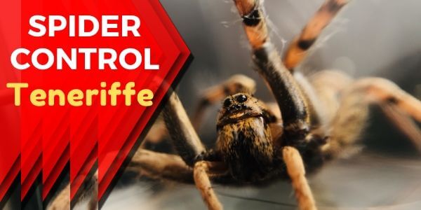 Spider control Teneriffe