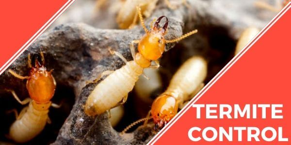 Termite control Mountain Creek