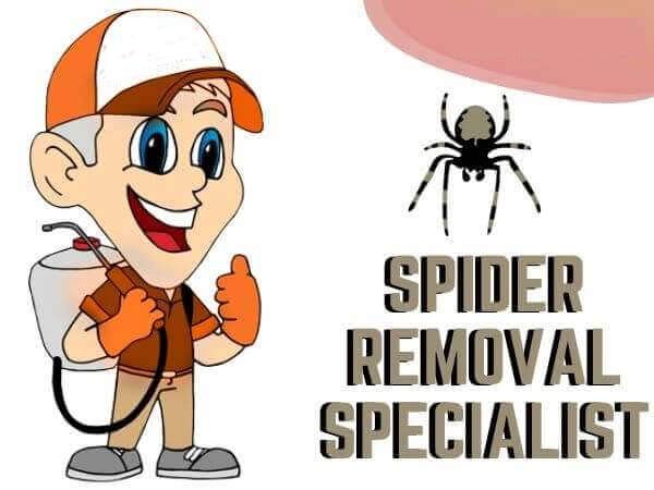 Spider Removal services