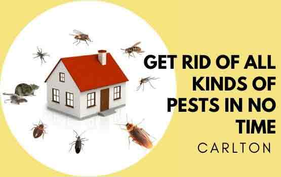 All kind of pest control service